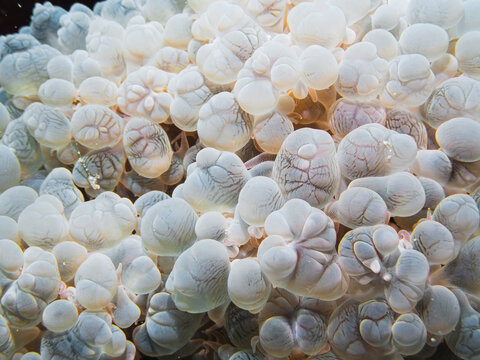 OLYMPUS DIGIAn exquisite underwater photograph featuring a close-up view of a bubble coral. The image highlights the unique and delicate structure of the coral&rsquo;s translucent, bubble-like polTAL CAMERA