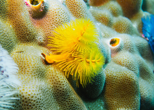 A vibrant underwater photograph showcasing a close-up view of a Christmas tree worm embedded in a coral. The worm&rsquo;s bright yellow, feather-like plumes contrast beautifully against the textured coral s