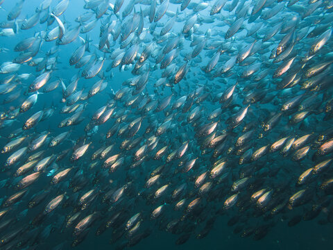 School of fish reflect on flash light