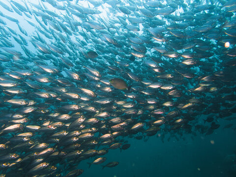 School of fish reflect on flash light