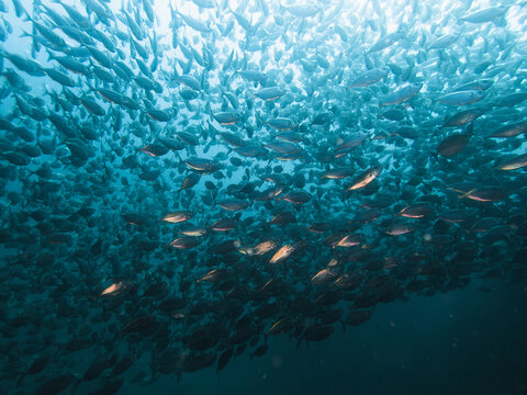 School of fish reflect on flash light