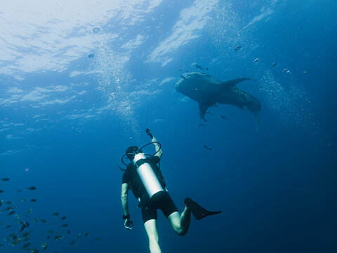 A captivating underwater photograph featuring a scuba diver encountering a majestic whale shark in the open ocean. The diver is seen swimming towards the enormous marine creature, which gracefully gli