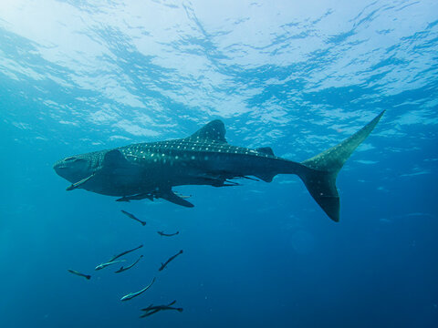 Whale Shark And Her Followers