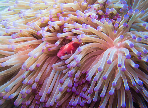 A stunning underwater photograph featuring a vibrant sea anemone with a pink clownfish nestled among its tentacles. The anemone&rsquo;s tentacles display a mesmerizing array of purple and pink hues, creatin