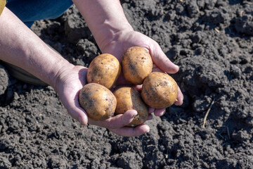Farmer's hands hold potatoes against the background of the soil. Planting or harvesting potatoes.