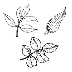 Sheet. Botanical set of flower leaves. Peony, roses and lilies. Hand drawn on a white background, in vector format. Graphic drawing can be used for your design