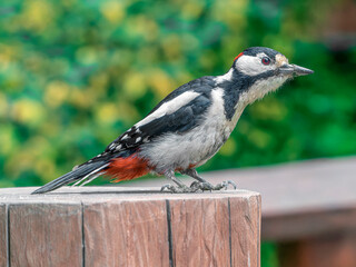 Woodpecker sitting on a stump. Side view, close-up