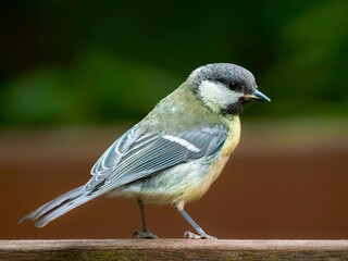 Coal tit sitting on a stump. Side view, close-up
