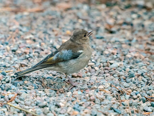 Female of chaffinch sitting on a ground. Side view, close-up
