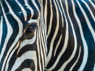 Fototapeta na wymiar zebra stripes close up