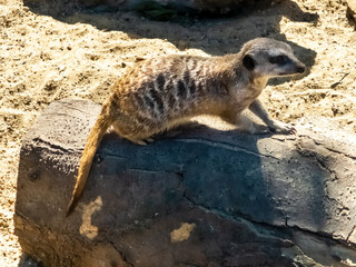 meerkats in their native habitat