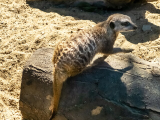 meerkats in their native habitat
