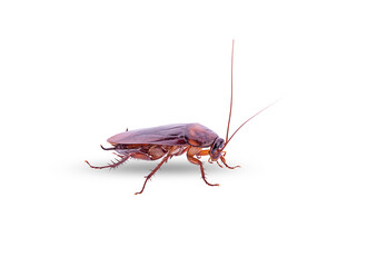 cockroach on a white,isolated