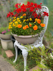 Potted orange and yellow pansy and red geranium flowers on a white chair in garden