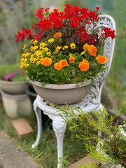 Foto op Plexiglas Potted orange and yellow pansy and red geranium flowers on a white chair in garden © EvergreenPlanet