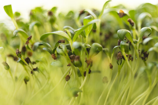 Close up of seedlings with green leaves in garden
