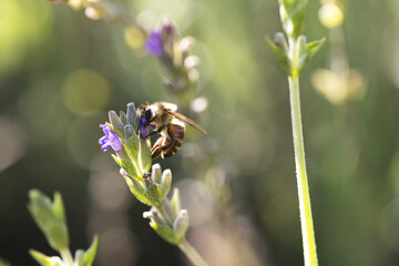 Close up of bee collecting pollen from lavender in sunny garden