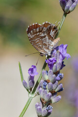 Macro photo of a butterfly, on lavender