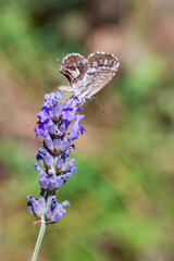 Macro photo of a butterfly, on lavender
