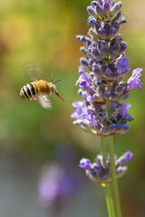 Macro photo of an insect