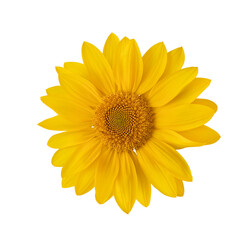 Leuchtende Sonnenblume auf weißem Hintergrund - 627627731
