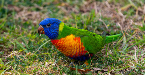 Rainbow Lorikeet