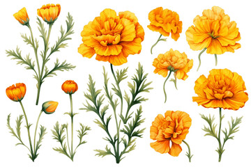 Vibrant Marigold Collection in Watercolor Transparent Background. Generative AI
