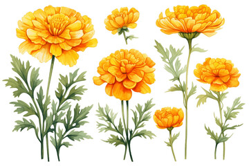 Vibrant Marigold Collection in Watercolor Transparent Background. Generative AI