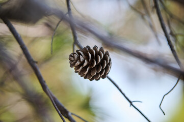 Small brown pine cone on a dry branch. Blurred background. Pine seed