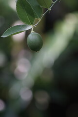 raw little lemon hanging on the tree with copy space blurred background
