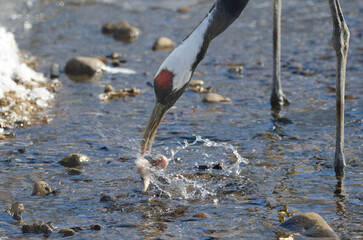 Red-crowned crane Grus japonensis with deformed beak eating. Kushiro Japanese Crane Reserve....