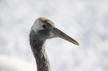 Juvenile red-crowned crane Grus japonensis. Kushiro Japanese Crane Reserve. Kushiro. Hokkaido. Japan.