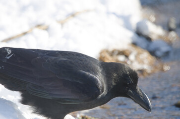 Large-billed crow Corvus macrorhynchos japonensis. Kushiro Japanese Crane Reserve. Kushiro. Hokkaido. Japan.