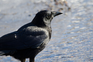 Eastern carrion crow Corvus corone orientalis. Kushiro Japanese Crane Reserve. Kushiro. Hokkaido. Japan.