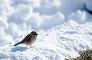 Eurasian tree sparrow Passer montanus saturatus. Kushiro Japanese Crane Reserve. Kushiro. Hokkaido. Japan.