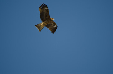 Black-eared kite Milvus migrans lineatus in flight. Kushiro Japanese Crane Reserve. Hokkaido. Japan.