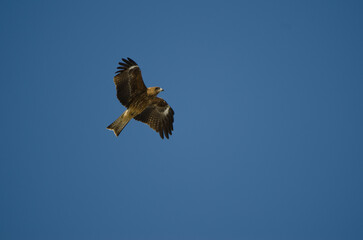 Black-eared kite Milvus migrans lineatus in flight. Kushiro Japanese Crane Reserve. Hokkaido. Japan.
