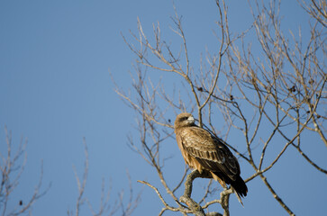 Black-eared kite Milvus migrans lineatus. Kushiro Japanese Crane Reserve. Hokkaido. Japan.