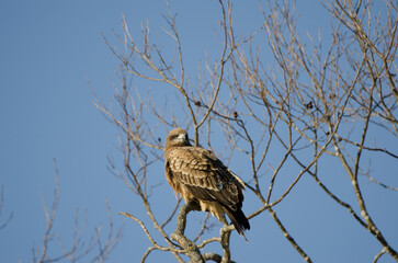 Black-eared kite Milvus migrans lineatus. Kushiro Japanese Crane Reserve. Hokkaido. Japan.