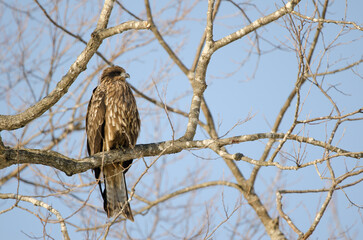 Black-eared kite Milvus migrans lineatus. Kushiro Japanese Crane Reserve. Hokkaido. Japan.