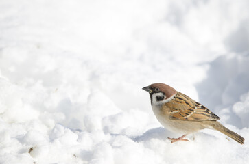 Eurasian tree sparrow Passer montanus saturatus on the snowy ground. Kushiro Japanese Crane Reserve. Kushiro. Hokkaido. Japan.