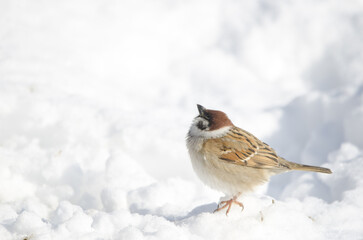 Eurasian tree sparrow Passer montanus saturatus looking up on the snowy ground. Kushiro Japanese Crane Reserve. Kushiro. Hokkaido. Japan.