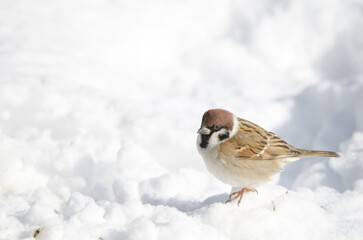 Eurasian tree sparrow Passer montanus saturatus on the snowy ground. Kushiro Japanese Crane Reserve. Kushiro. Hokkaido. Japan.