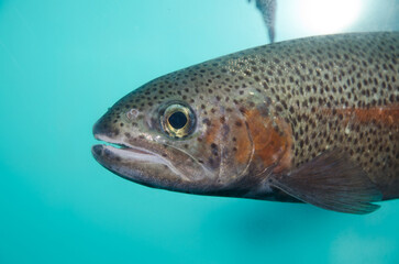 Columbia River redband trout Oncorhynchus mykiss gairdneri. In controlled conditions. Kushiro Marsh Observatory. Kushiro. Hokkaido. Japan.
