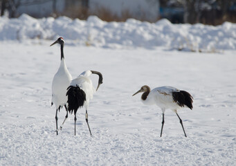 Red-crowned cranes Grus japonensis with a juvenile to the right. Tsurui-Ito Tancho Sanctuary. Kushiro. Hokkaido. Japan.