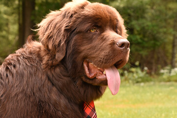 Profile of a Large Brown Newfoundland Dog