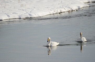Whooper swans Cygnus cygnus. Setsurigawa River. Kushiro. Hokkaido. Japan.