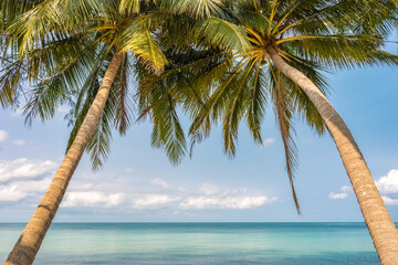 Fototapeta na wymiar Tropical beach with palm trees and ocean horizon with turquoise water on background