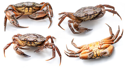 Four brown crabs isolated on white background.