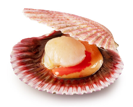 Edible raw opened scallop isolated on white background. Delicacy food. File contains clipping path.